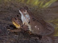 0010 Grasfrosch (Paar)